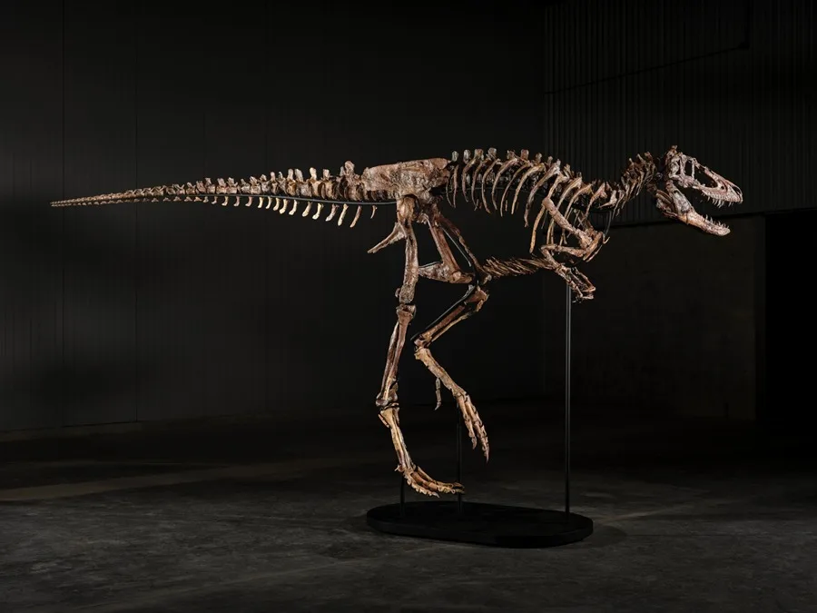 Esqueleto de Nanotyrannus Alcanza 47.3 Millones de Dólares en Subasta de Sotheby''s