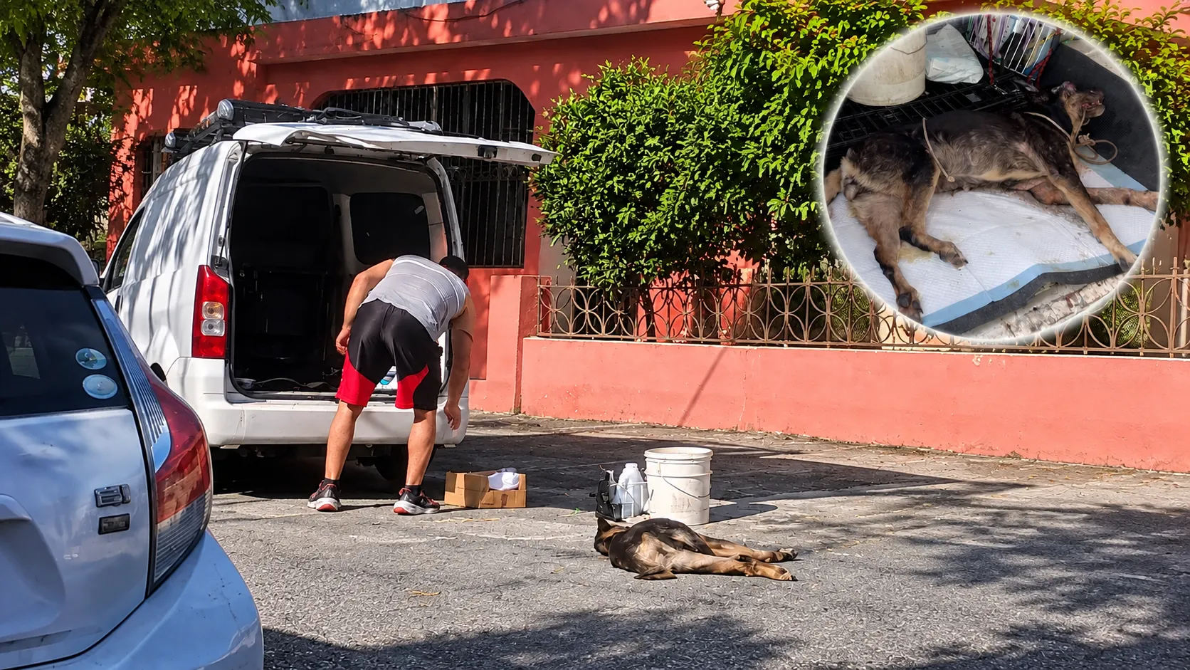 El compromiso de Gabriela frente al abandono y maltrato canino en Santo Domingo