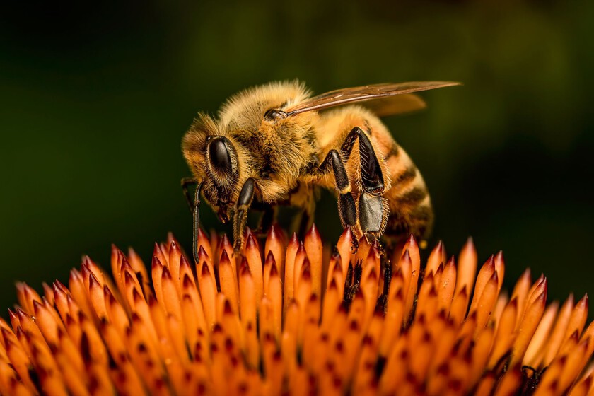 El declive territorial de las abejas europeas: un tercio de su hábitat perdido en un siglo