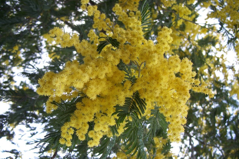 La Mimosa: Belleza Exótica Invasora y su Impacto Ambiental en la Península Ibérica