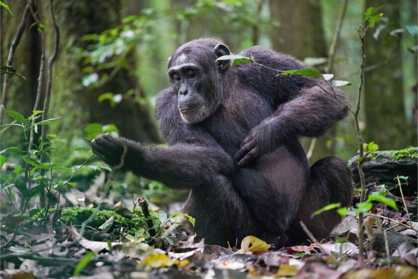 Un virus ancestral podría explicar las diferencias cerebrales entre humanos y chimpancés