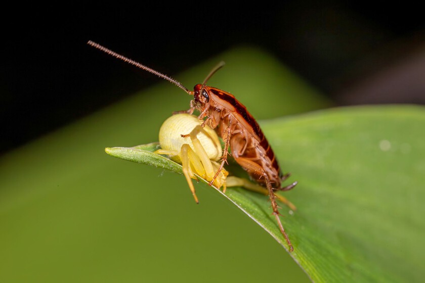 Cucarachas Cyborg: La Visión de una Startup Alemana para Insectos Espía Controlados por IA y sus Desafíos Científicos