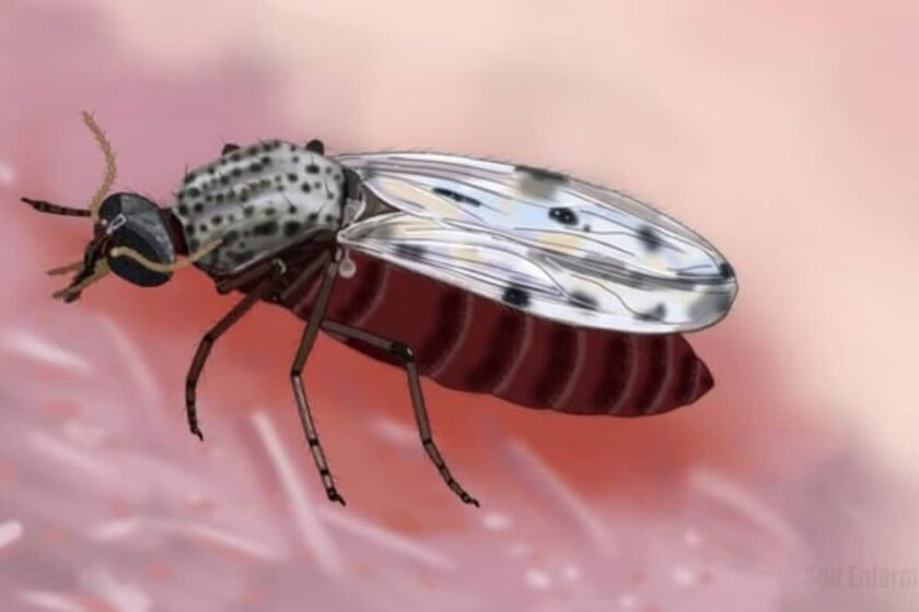 Detectan el virus Shamonda en humanos por primera vez: un insecto de 2 mm bajo investigación
