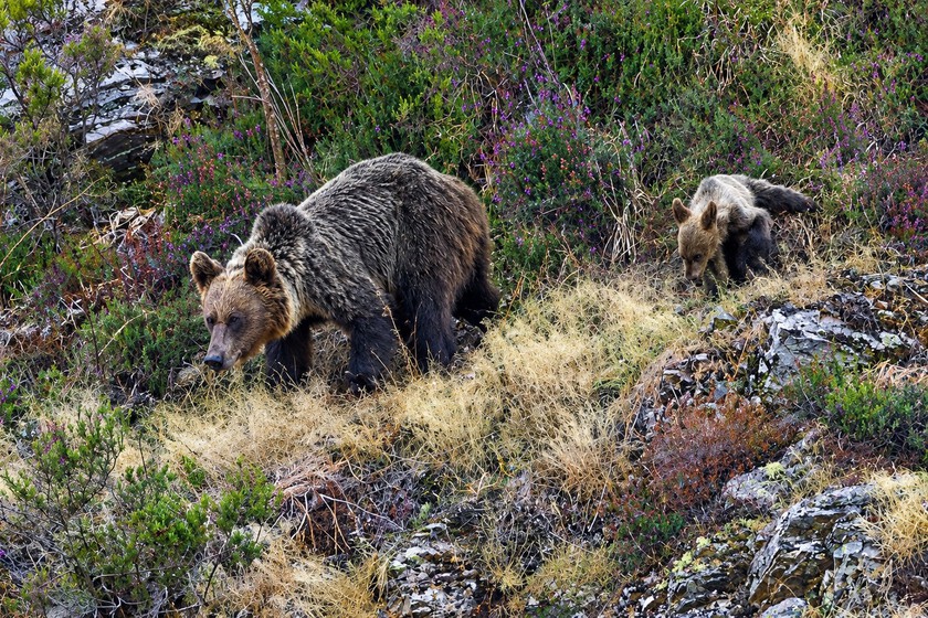 La Recuperación del Oso Pardo Cantábrico: Expansión Territorial y Desafíos Futuros