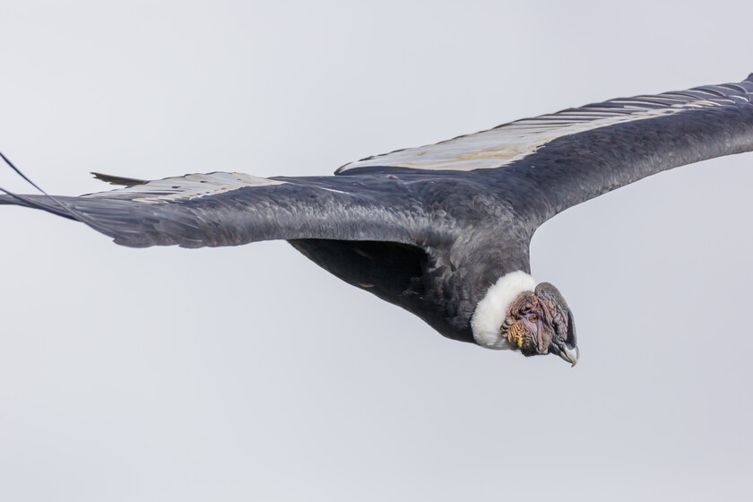 La encrucijada de la conservación: ¿Quién asume el costo de salvar especies en peligro?