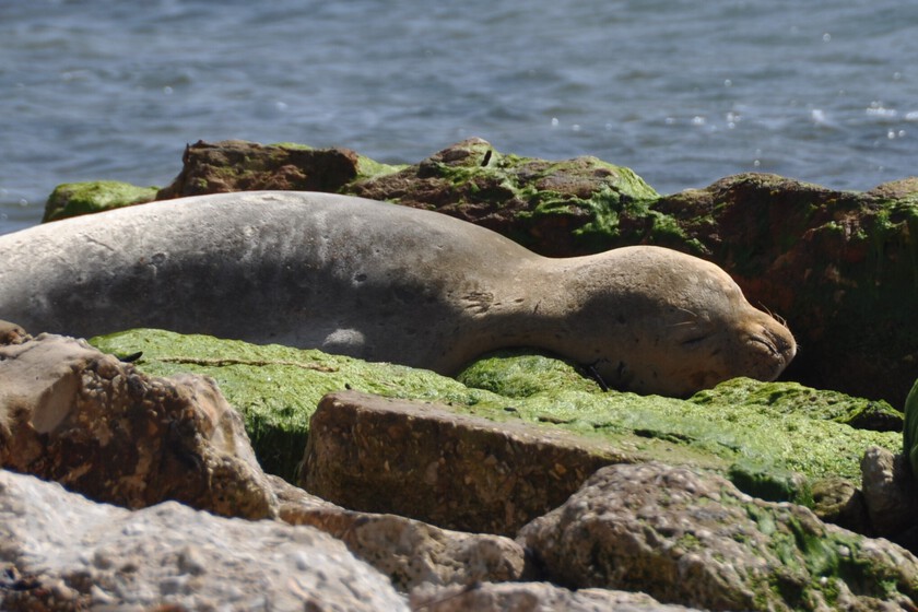 Cataluña Planea Reintroducir Focas Monje: Un Desafío entre la Conservación y el Impacto Pesquero